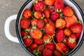 Strawberries are fresh red, the harvest of berries are folded in a white bowl view over
