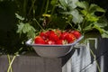 Strawberries freshly picked in an enamel dish bowl on a raised bed. Royalty Free Stock Photo