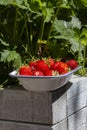 Strawberries freshly picked in an enamel dish bowl on a raised bed.