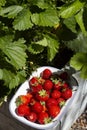 Strawberries freshly picked in an enamel dish bowl on a raised bed.