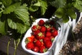 Strawberries freshly picked in an enamel dish bowl on a raised bed. Royalty Free Stock Photo