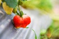 Strawberries fruit growing in the strawberry field with green leaf in the garden - plant tree strawberries farm agriculture Royalty Free Stock Photo