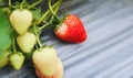 Strawberries fruit growing in the strawberry field with green leaf in the garden - plant tree strawberries farm agriculture Royalty Free Stock Photo