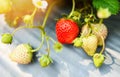 Strawberries fruit growing in the strawberry field with green leaf in the garden - plant tree strawberries farm agriculture Royalty Free Stock Photo