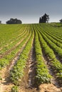 Strawberries furrows in Elyachin, Israel Royalty Free Stock Photo