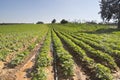 Strawberries furrows in Elyachin, Israel