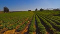 Strawberries furrows in Elyachin, Israel Royalty Free Stock Photo