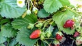 Strawberries in the garden Royalty Free Stock Photo