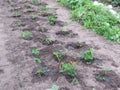 Strawberries - Garden - Gardening - organic food Royalty Free Stock Photo