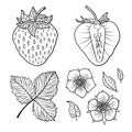 strawberries. Graphic stylized drawing.