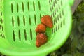 Strawberries in the green basket