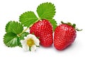 Strawberries with green leaf and flowers isolated Royalty Free Stock Photo