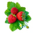 Strawberries with green leaf and flowers,