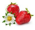 Strawberries with green leaf and flowers isolated Royalty Free Stock Photo