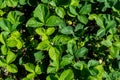 Strawberries green leaves in the garden Royalty Free Stock Photo