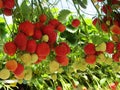 Strawberries in a greenhouse NL