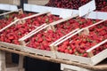 Strawberries from grocka fresh and red, for sale on a market in Belgrade, Serbia piled on a stall in a pijaca.