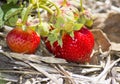 Strawberries on the ground