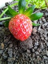 strawberries on the ground