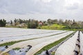 Strawberries grow on the field in rows. Strawberry field on a sunny day. Growing strawberries.