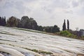 Strawberries grow on the field in rows. Strawberry field on a sunny day. Growing strawberries.