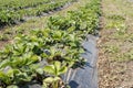 Strawberries grow on the field in rows. Strawberry field on a sunny day