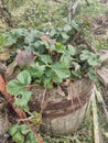 Strawberries grow in a very old wooden barrel. Russian life.