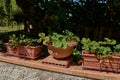 Strawberries growing in clay pots. Agriculture. Fruits and berries. Alimentation. Healthy nutrient.