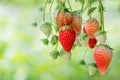 Strawberries growing in a greenhouse.