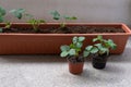 Strawberries growing in a home garden on a balcony