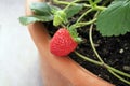 Strawberries growing inside pot two berries Royalty Free Stock Photo