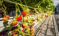 Strawberries growing in a modern glasshouse Royalty Free Stock Photo