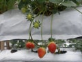 Strawberries Growing in a Modern Hydroponic Farming System Royalty Free Stock Photo