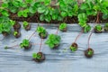 Strawberries growing