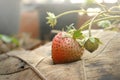 Strawberries growing on the vine Royalty Free Stock Photo