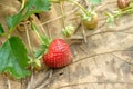 Strawberries growing on the vine Royalty Free Stock Photo