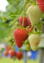 Strawberries growing on a vine Royalty Free Stock Photo