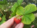 Strawberries grown on the balcony of the house