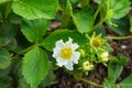 Strawberries grown at garden. Big white garden strawberry flowers on green leaves background. Garden strawberries closeup view Royalty Free Stock Photo