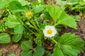 Strawberries grown at garden. Big white garden strawberry flowers on green leaves background. Soft selective focus Royalty Free Stock Photo