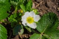 Strawberries grown at garden closeup. White flowers strawberry on green leaves background. Soft selective focus Royalty Free Stock Photo