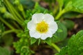 Strawberries grown at garden in open air. White flowers strawberry on leaves background close up. Soft focus Royalty Free Stock Photo