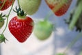 Strawberries grown in a greenhouse