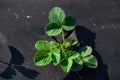 Strawberries grows in the garden in the garden. First spring harvest. Selection focus. Shallow depth of field