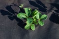 Strawberries grows in the garden in the garden. First spring harvest. Selection focus. Shallow depth of field