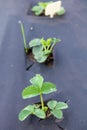 Strawberries grows in the garden in the garden. First spring harvest. Selection focus. Shallow depth of field