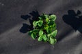 Strawberries grows in the garden in the garden. First spring harvest. Selection focus. Shallow depth of field