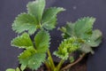 Strawberries grows in the garden in the garden. First spring harvest. Selection focus. Shallow depth of field