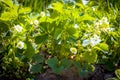 Strawberries grows in garden