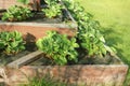 Strawberries grows up in raised garden bed. Pyramid raised garden